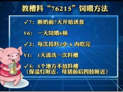 仔猪咬尾巴的原因之二图1