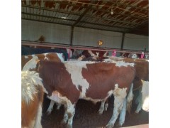 西门塔尔肉牛犊价格多少钱一头肉牛养殖场山东晨旭牧业报价图1