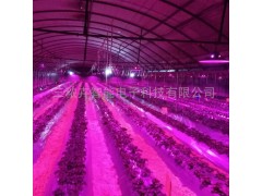 T8育苗生长组培灯，金线莲组培灯，铁皮石斛组培灯， 花卉育苗灯，白芨育苗组培灯，室内育苗组培灯，温室大棚组培灯，各种花卉育苗组培灯，全光谱组培育苗灯，草莓生长补光灯，图4