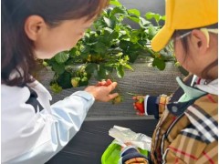 自然课堂,趣味实践:苏州三六六青少年草莓采摘研学营招募中!图2