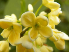 桂花种子的种植方法